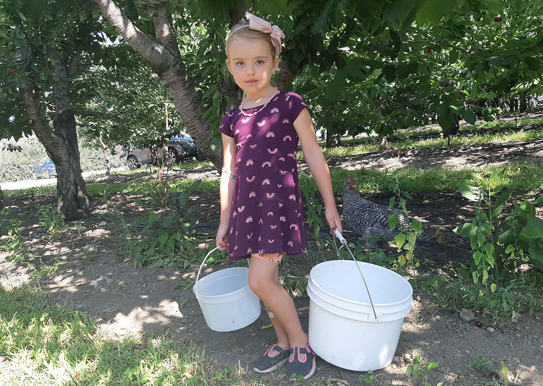 apricot picking-petersupick.com