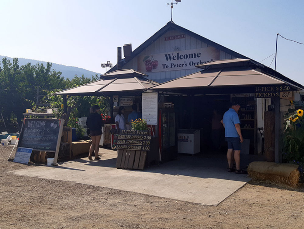 apricot picking-petersupick.com