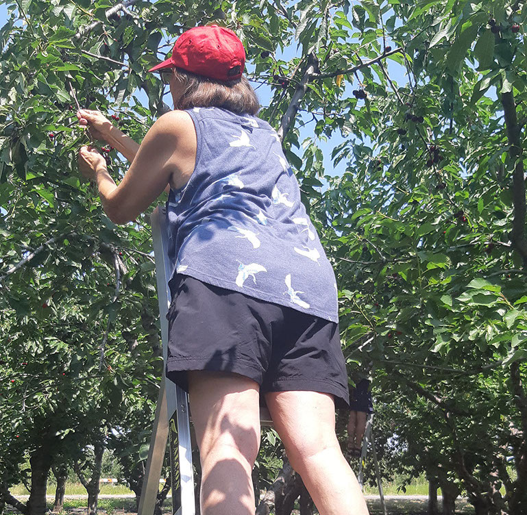 apricot picking-petersupick.com