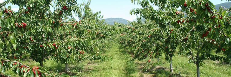 Peaches  Peters Orchards