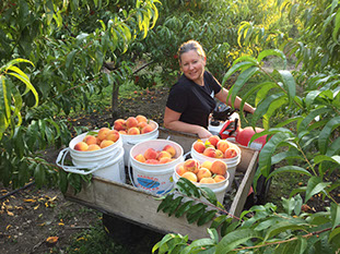 Peaches  Peters Orchards