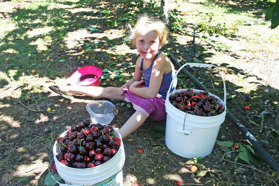 cherry pickers