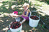 cherry pickers