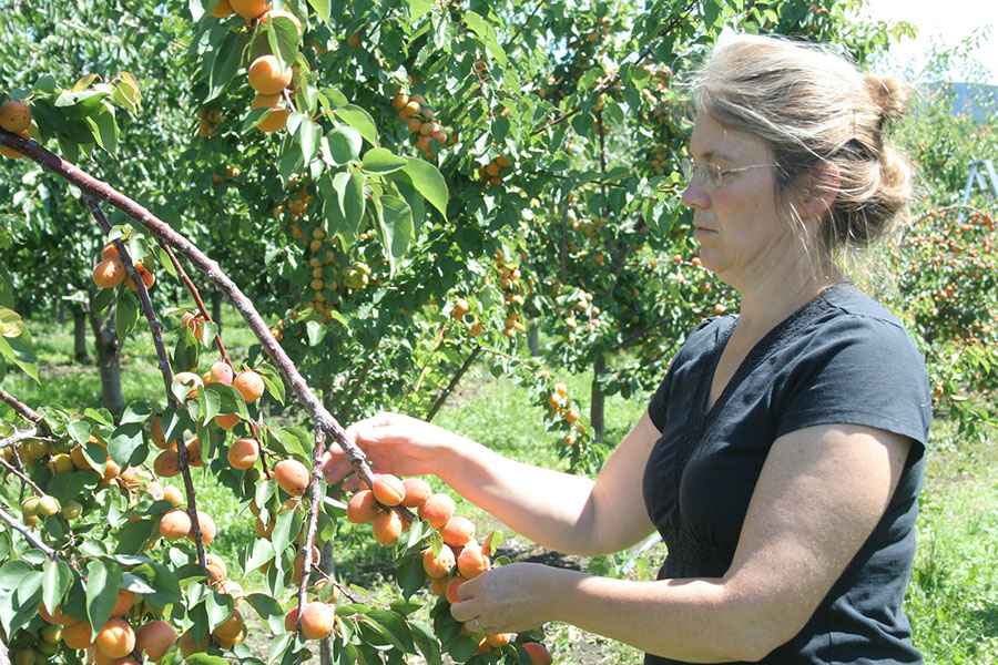apricot picking-petersupick.com