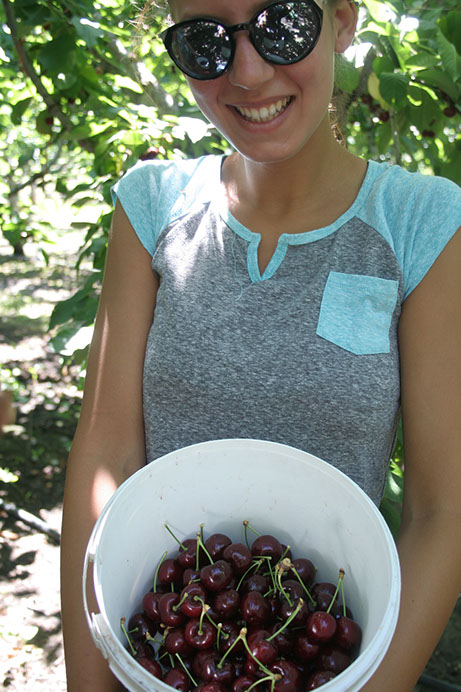 apricot picking-petersupick.com