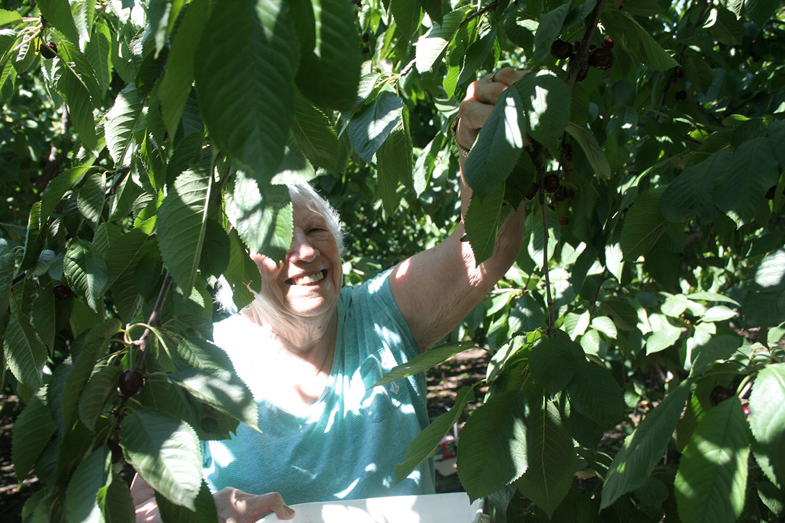 apricot picking-petersupick.com