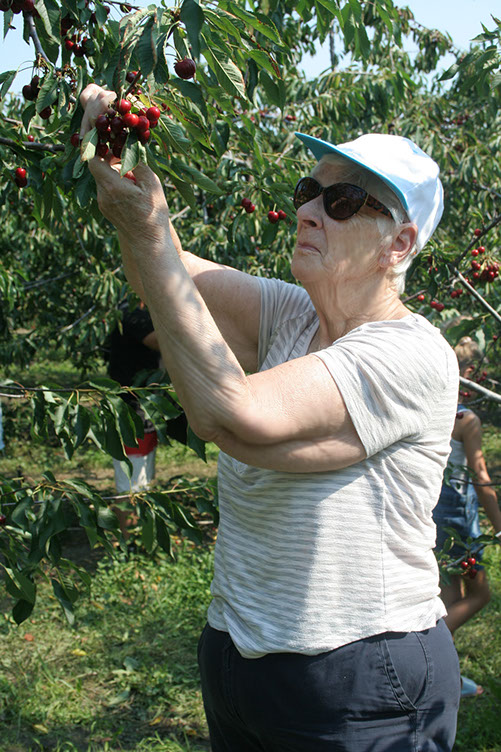 apricot picking-petersupick.com