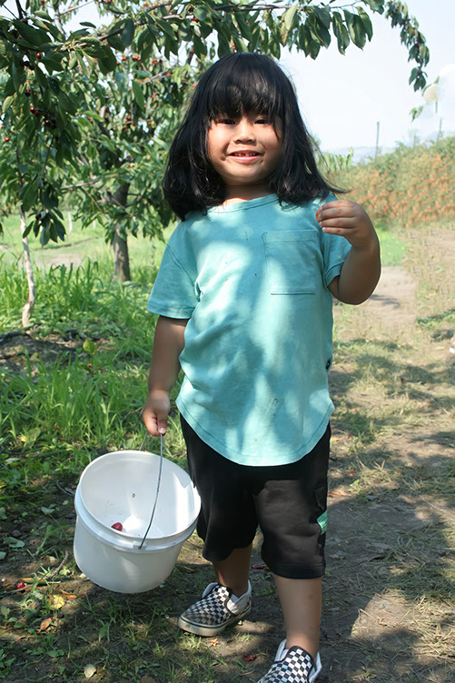 apricot picking-petersupick.com