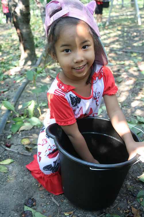 apricot picking-petersupick.com