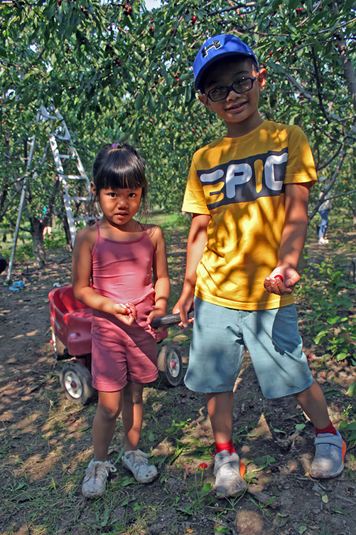 apricot picking-petersupick.com